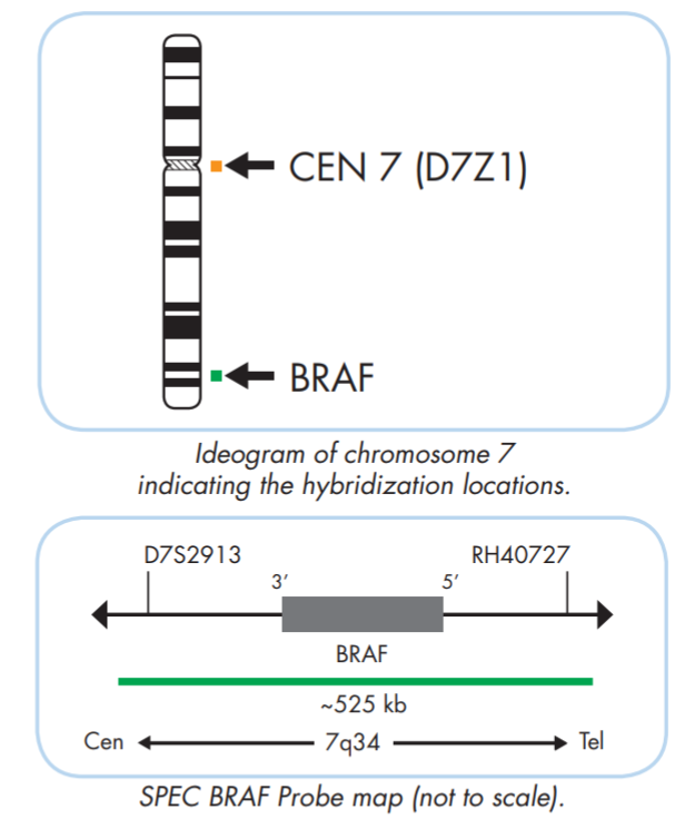 BRAF amplification